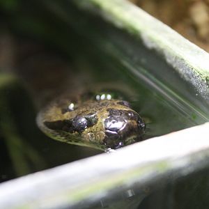 Puff-faced Water Snake