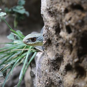 Eastern Montpellier Snake