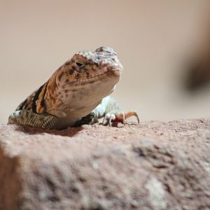 Eastern Collared Lizard