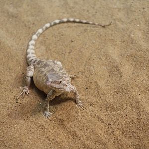 Steppe Agama