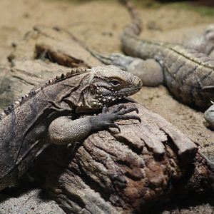 Cuban Iguana