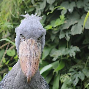 Shoebill