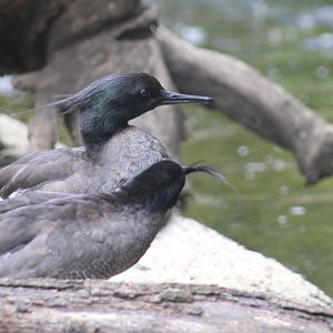 Brazilian Merganser