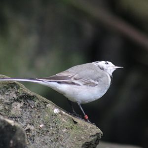 White Wagtail