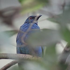 Asian Fairy Bluebird