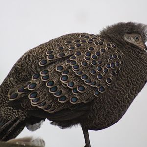 Gray Peacock Pheasant