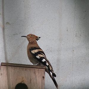 Hoopoe