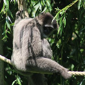 Silvery Gibbon