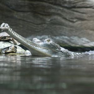 Gharial