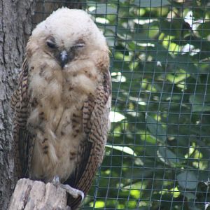 Pel's Fishing Owl
