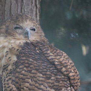 Pel's Fishing Owl