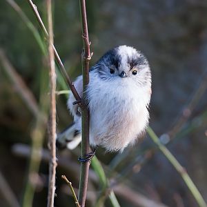 Long tailed tit, wild, UK