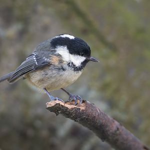 Coal tit, wild, UK