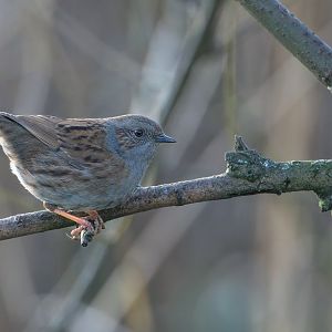 Dunnock, wild, UK