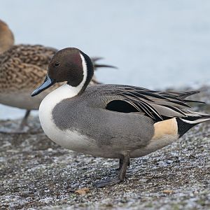 Northern Pintail, wild, UK