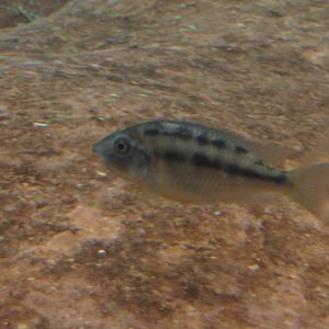 What species of Cichlid is this?