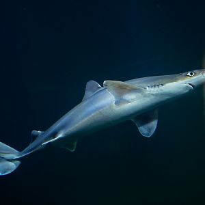 Pacific Spiny Dogfish