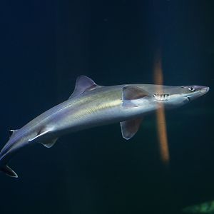 Pacific Spiny Dogfish