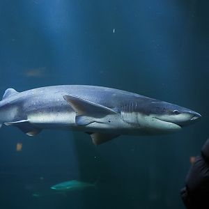 Broadnose Sevengill Shark