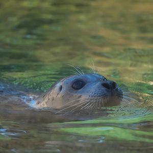 Skinny (the oldest Habor Seal in captivity)