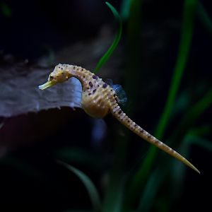 Pot-bellied Seahorse