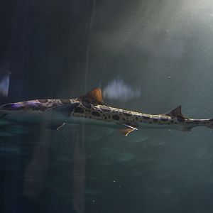 Leopard Shark