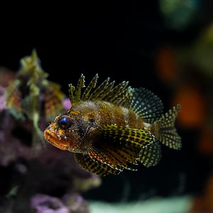 Fuzzy Dwarf Lionfish