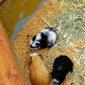 Guinea Pig (Cavia aperea f. porcellus)