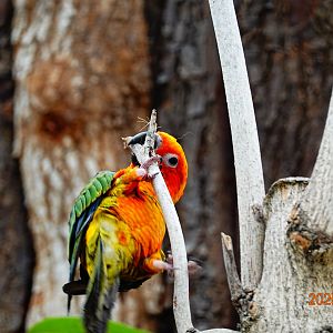 Sun Conure (Aratinga solstitialis)
