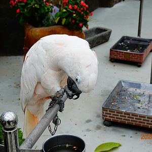 Salmon-crested Cockatoo (Cacatua moluccensis)