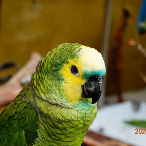 Turquoise-fronted Amazon (Amazona aestiva)