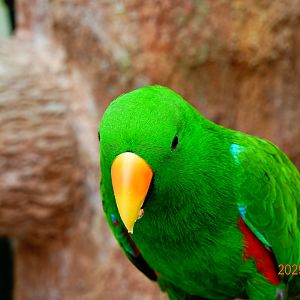Eclectus Parrot (Eclectus roratus)