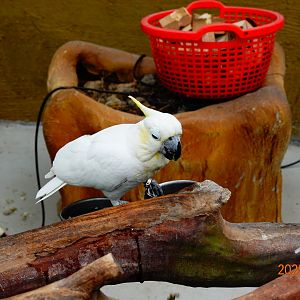 Yellow-crested Cockatoo (Cacatua sulphurea)
