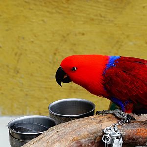 Eclectus Parrot (Eclectus roratus)