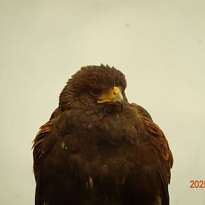 Harris's Hawk (Parabuteo unicinctus)