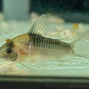 Nijssen's Cory, C111 (Gastrodermus nijsseni)