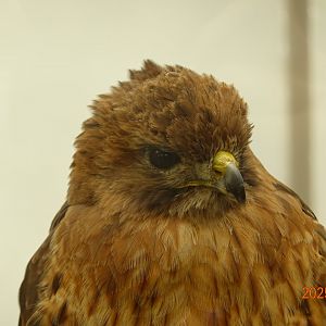 Red-tailed Hawk (Buteo jamaicensis)