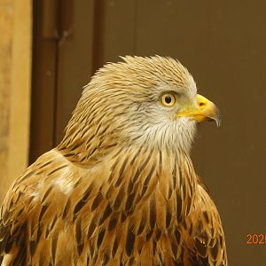Red Kite (Milvus milvus)