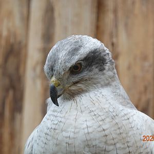 Siberian Goshawk (Accipiter gentilis albidus)