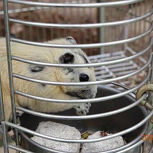 Finlayson's Squirrel (Callosciurus finlaysonii)