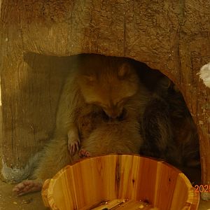 Northern Raccoon (Procyon lotor)