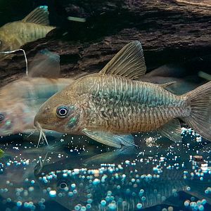 Pantanal Cory, C005 (Brochis pantanalensis)