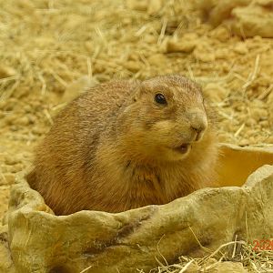 Black-tailed Prairie Dog (Cynomys ludovicianus)