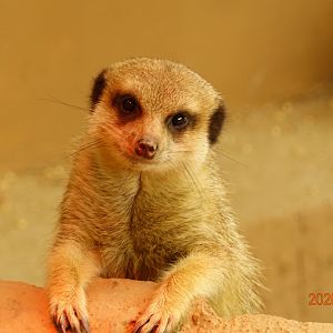 Meerkat (Suricata suricatta)
