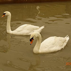 Mute Swan (Cygnus olor)