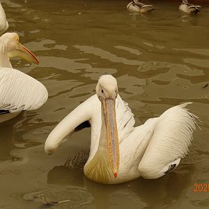 Great Whire Pelican (Pelecanus onocrotalus)