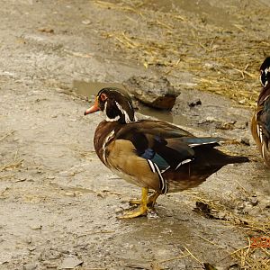 Wood Duck (Aix sponsa)