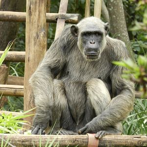 Serafim, the chimpanzee - Belo Horizonte zoo