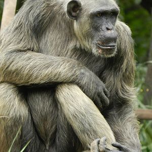 Serafim, the chimpanzee - Belo Horizonte zoo