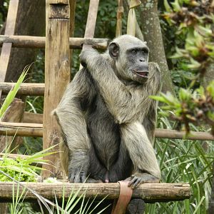 Serafim, the chimpanzee - Belo Horizonte zoo